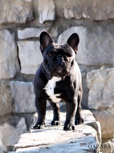 Frankie