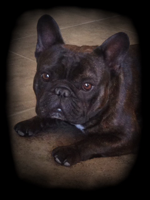 Frankie