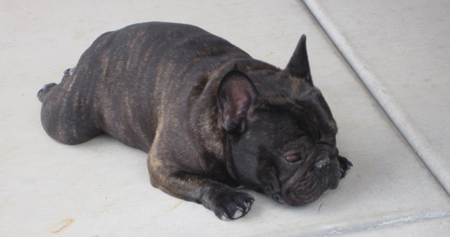 Frankie