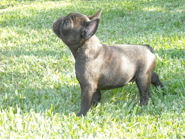 Frankie