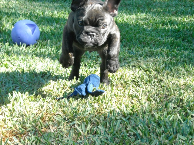 Frankie